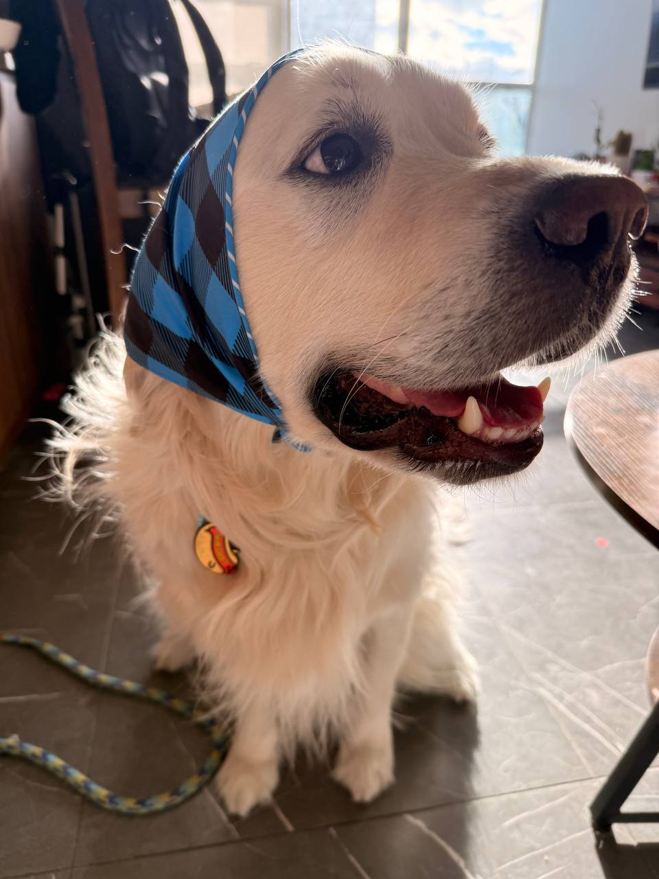 Bobby the golden retriever