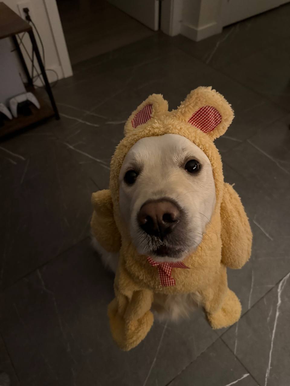 Bobby the golden retriever
