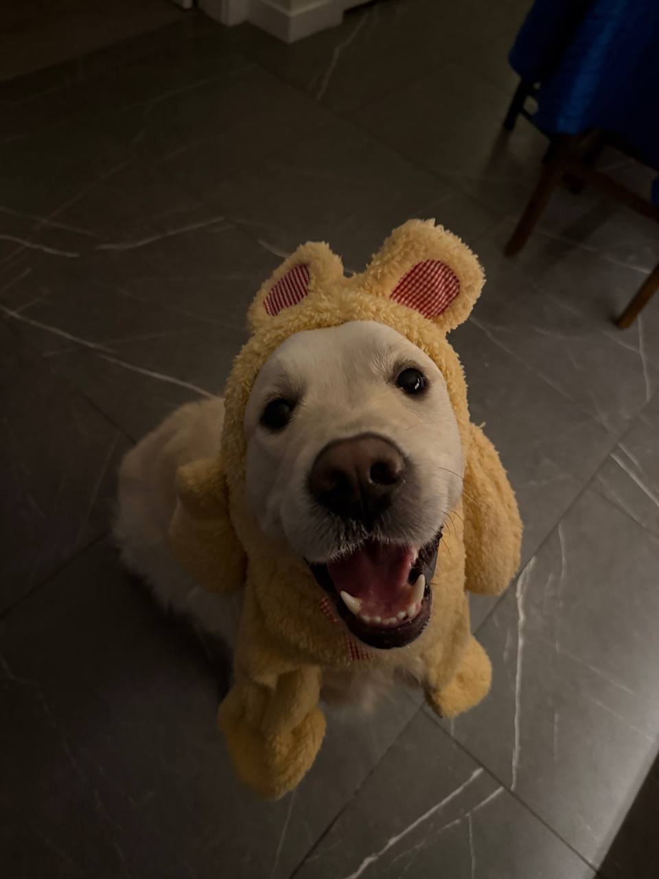 Bobby the golden retriever