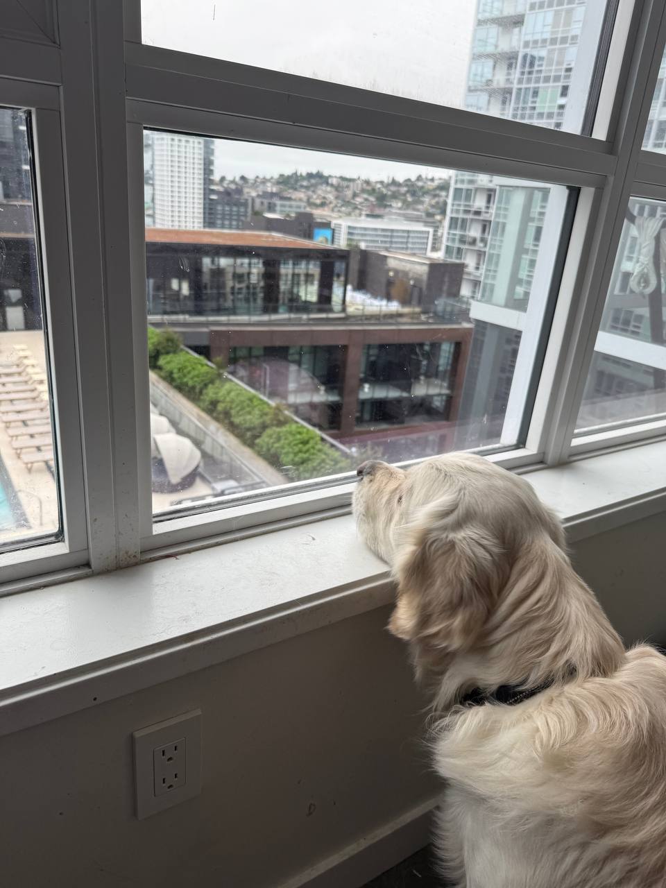 Bobby the golden retriever