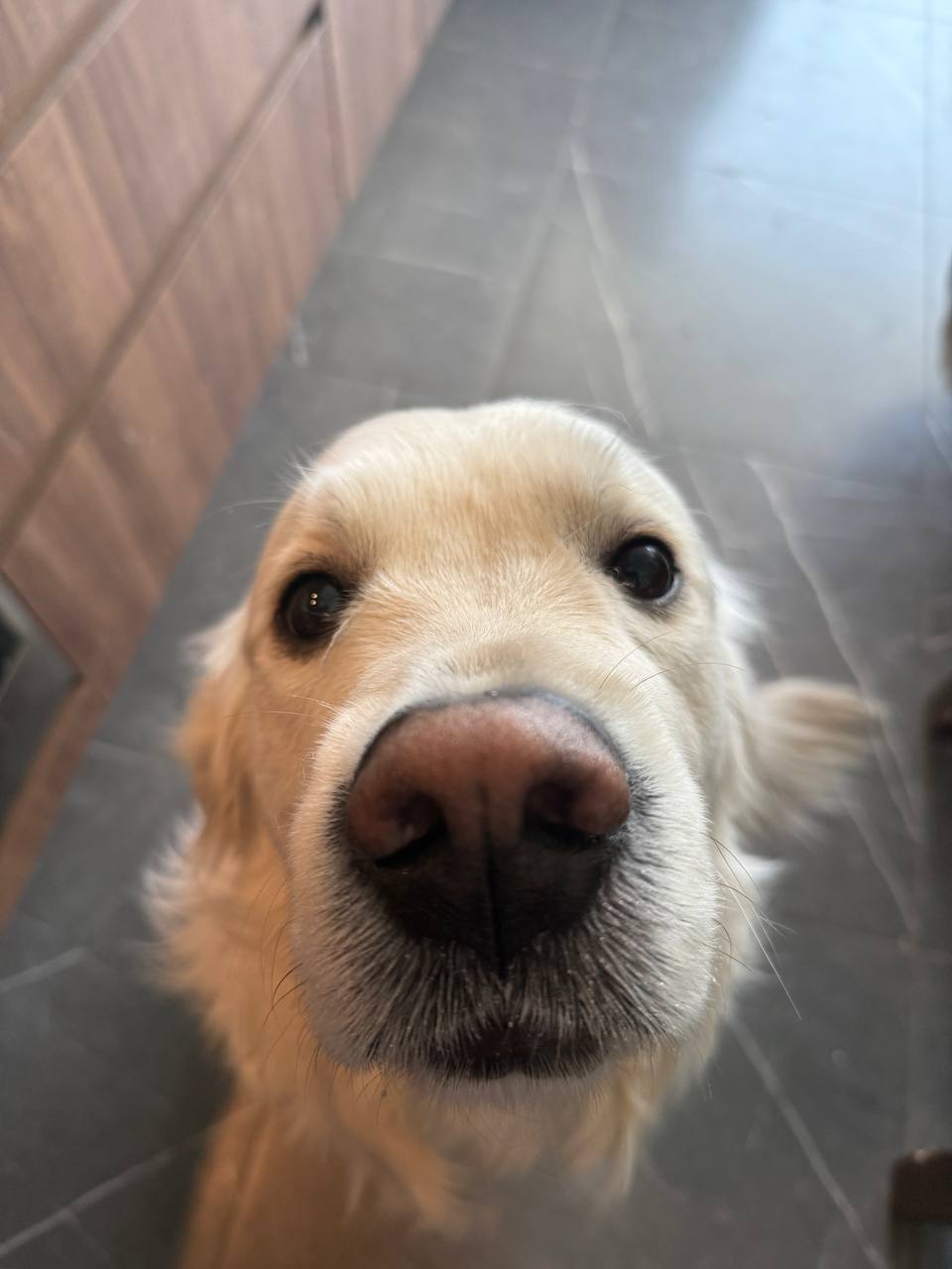 Bobby the golden retriever