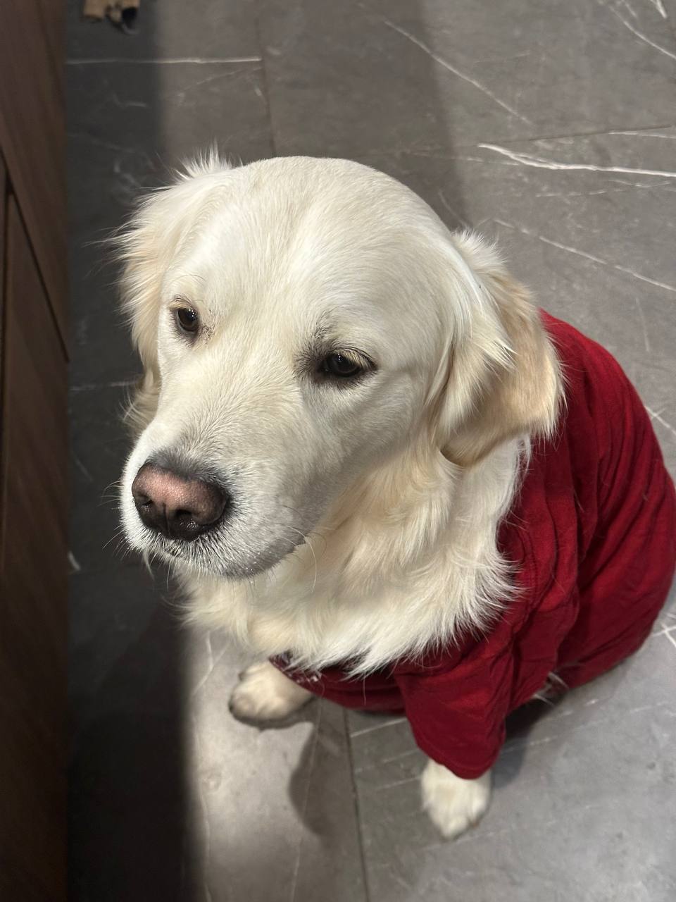 Bobby the golden retriever